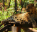 Photo of Bondla Wildlife Sanctuary
