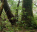 Photo of Chirinda Forest Botanical Reserve