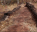 Photo of Chirundu Petrified Forest