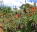 Photo of Ewanrigg Botanical Gardens