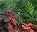 Photo of Flower Forest