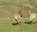 Photo of Hustai National Park