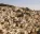 Photo of Inca