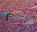 Photo of Larung Gar