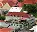 Photo of Marigot