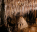 Photo of Naracoorte Caves