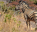 Photo of Tshabalala Game Sanctuary