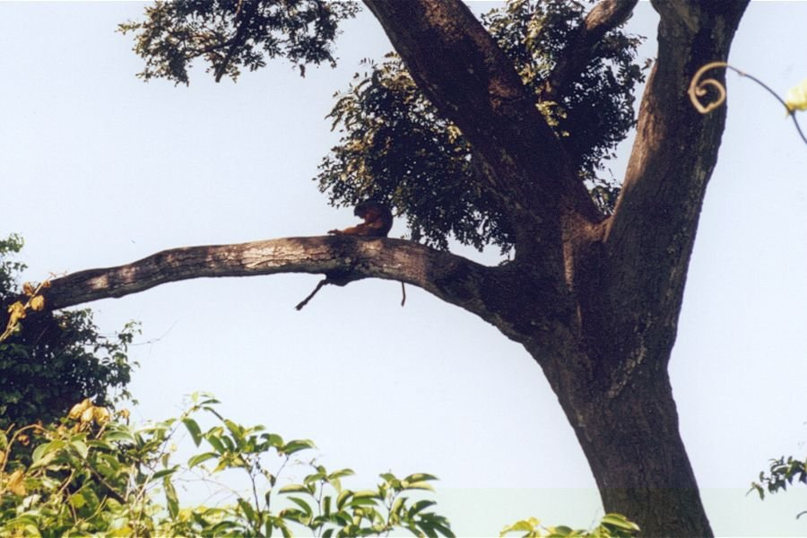 Abuko Nature Reserve