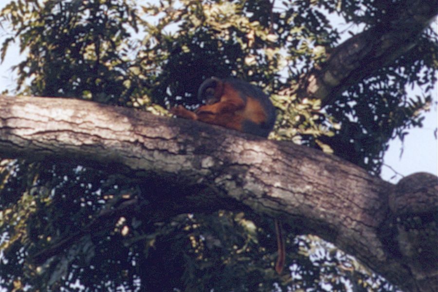 Abuko Nature Reserve