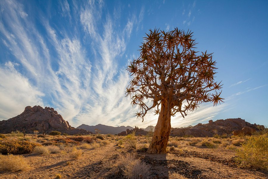 Quiver tree in the Richtersveld &copy;Chris Stenger