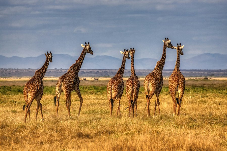 Giraffes &copy;Mariola Grobelska