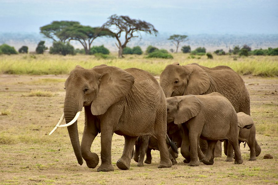 Elephants &copy;David Hensley