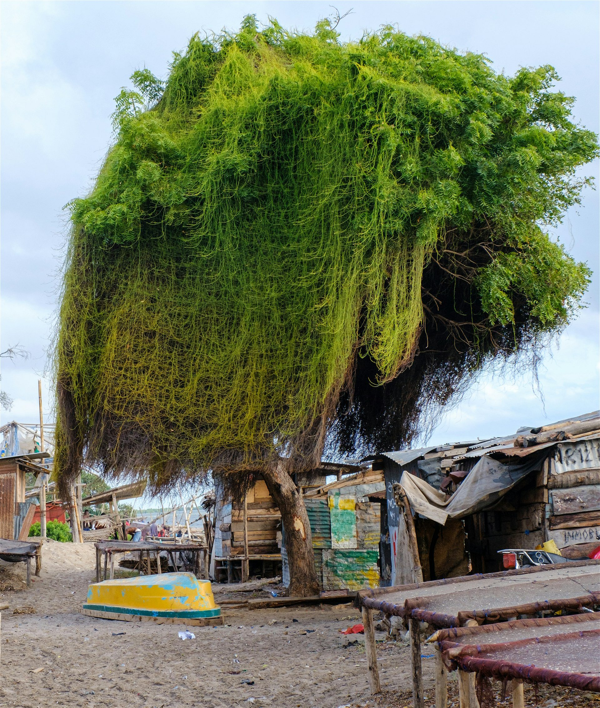 A tree experiment in Bagamoyo &copy;Nichika Sakurai