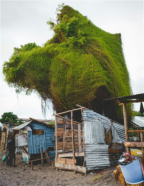 A tree experiment in Bagamoyo &copy;Nichika Sakurai