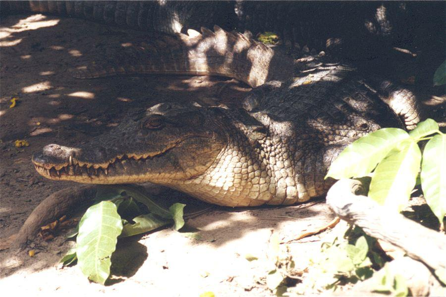 Kachikaly crocodile pool