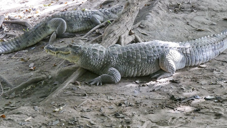 Kachikaly crocodile pool &copy;Tjabeljan