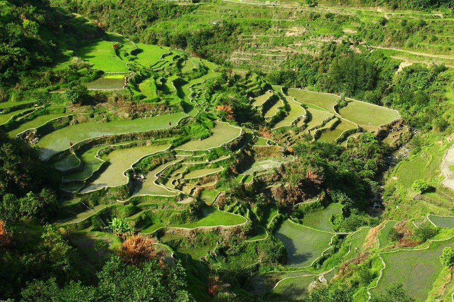 Ifugao Rice Terraces &copy;Rondell Chaz Mabunga