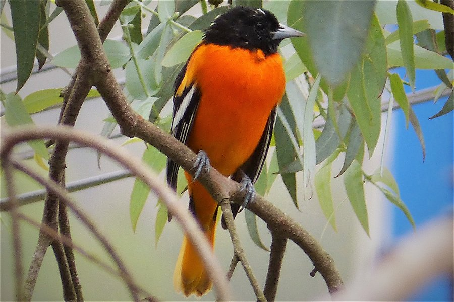 Baltimore Oriole &copy;Gail Hampshire