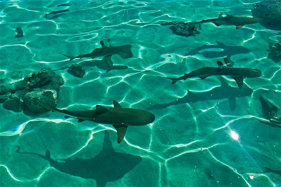Sharks &copy;Tomas Gonzalez de Rosenzweig