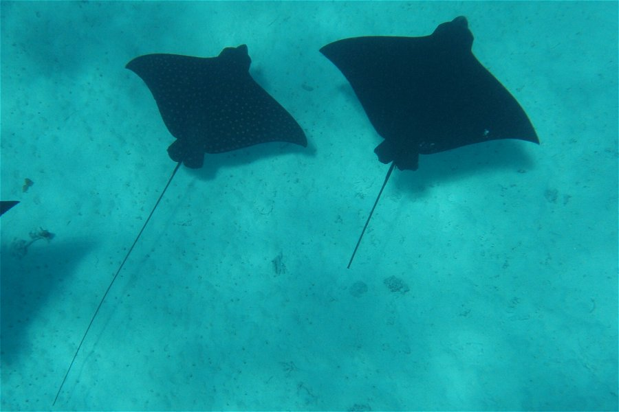 Eagle Rays &copy;Christine Rondeau