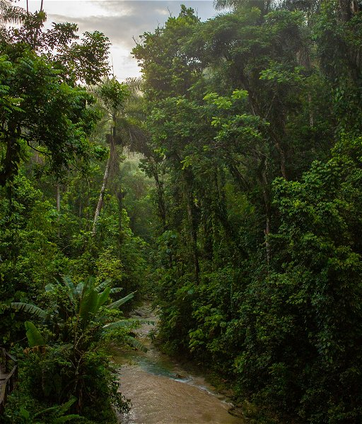 El Yunque National Forest &copy;Jonathan Lampel