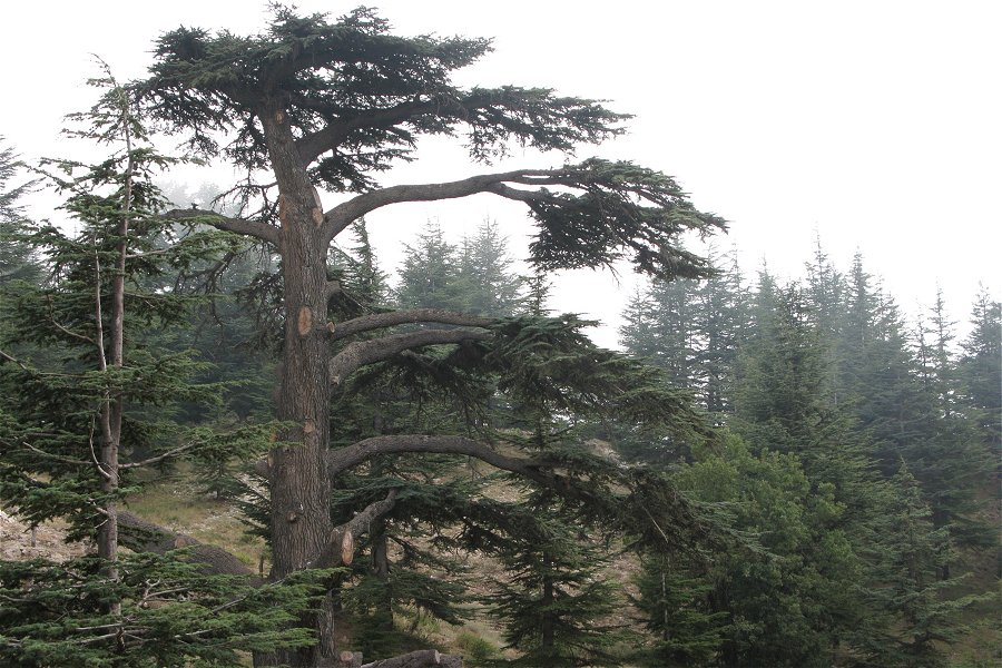 The Cedars of God &copy;Vyacheslav Argenberg