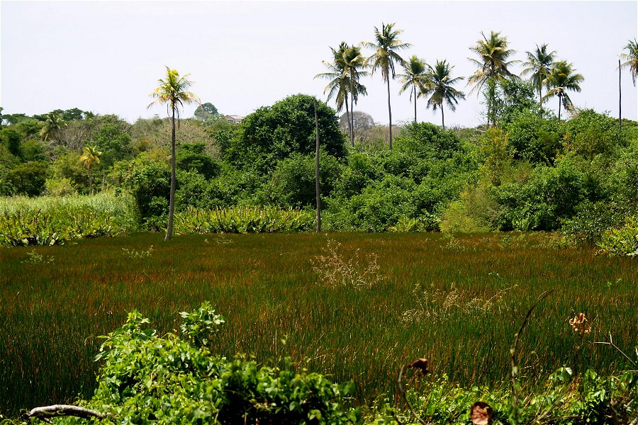 Wetland near Buccoo &copy;Aivar Ruukel
