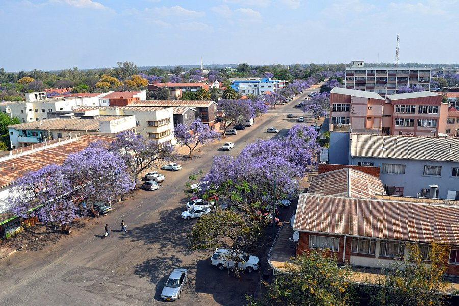 Jacaranda trees line the streets of Bulawayo &copy;Omoniyi David