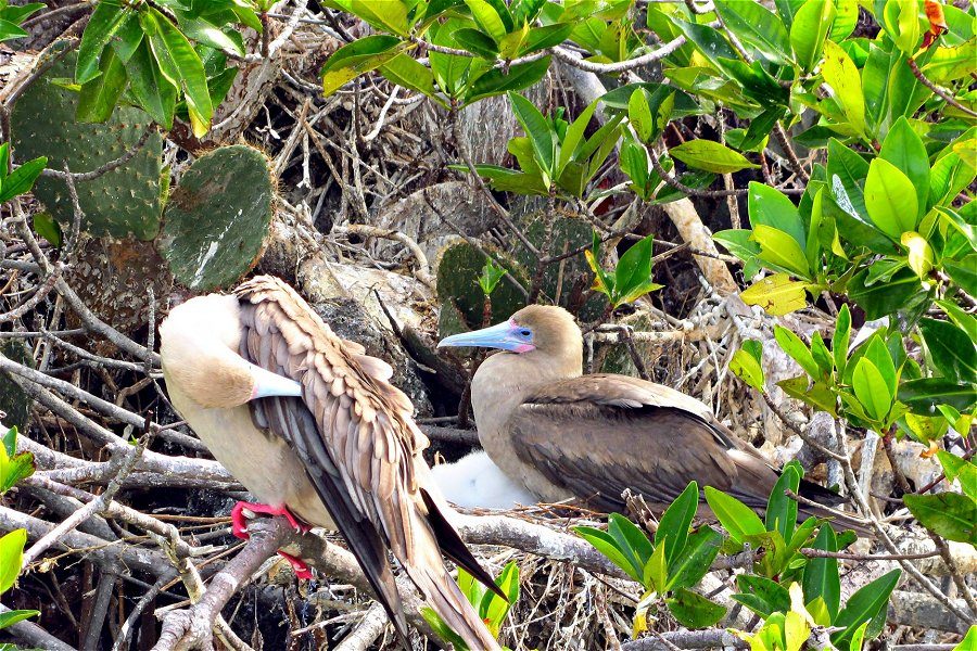 Red-footed boobies &copy;Claumoho
