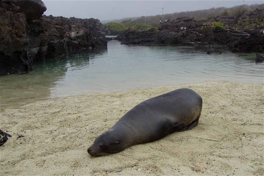 Sea lion &copy;Dan