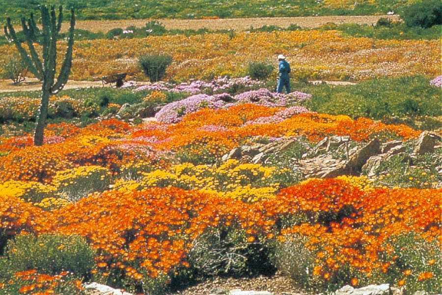 Kirstenbosch National Botanical Garden