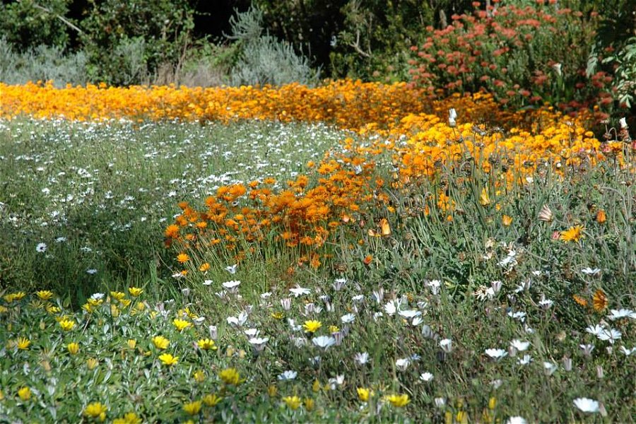Kirstenbosch National Botanical Garden