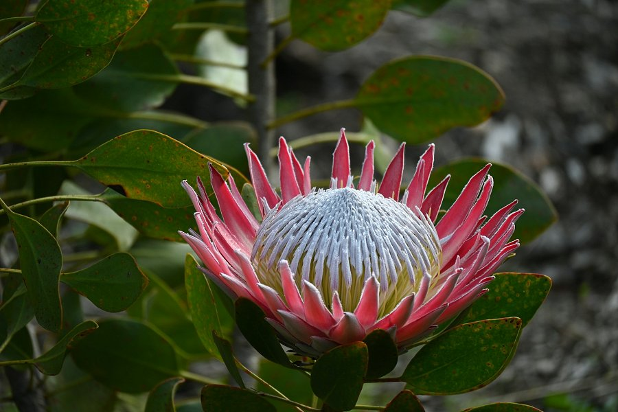 Kirstenbosch National Botanical Garden &copy;Tanya Paquet