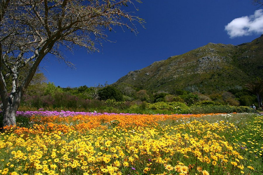 Kirstenbosch National Botanical Garden &copy;Derek Keats