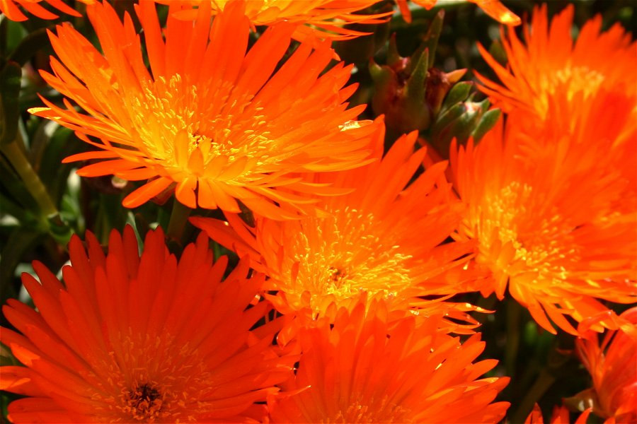 Lampranthus Aureus &copy;Derek Keats