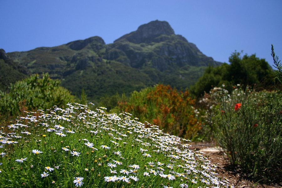 Kirstenbosch National Botanical Garden &copy;Derek Keats