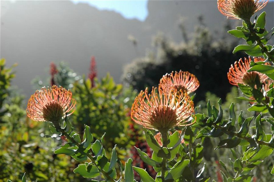 Kirstenbosch National Botanical Garden