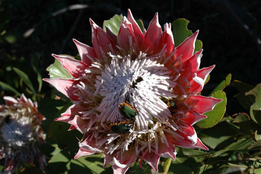 Kirstenbosch National Botanical Garden