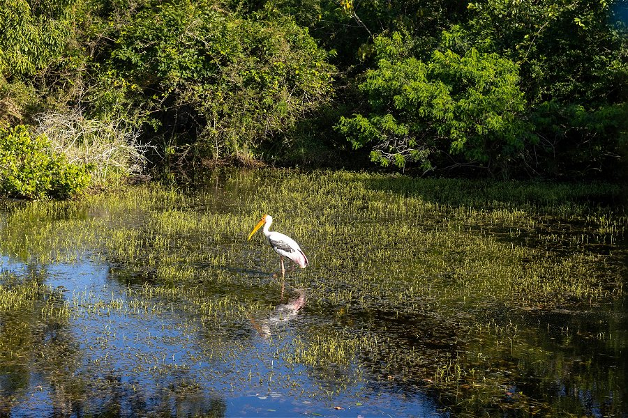 Kumana National Park &copy;Marina Akurugoda