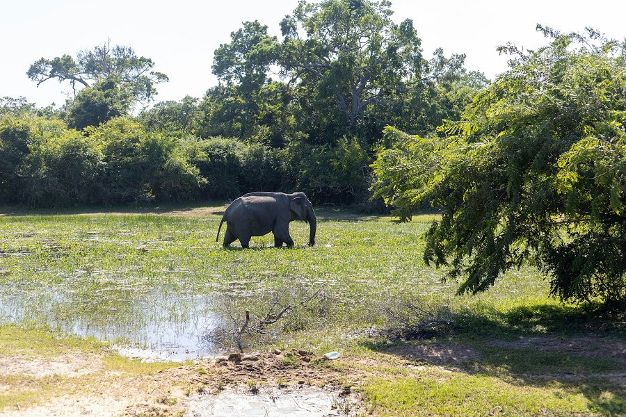 Kumana National Park &copy;Marina Akurugoda