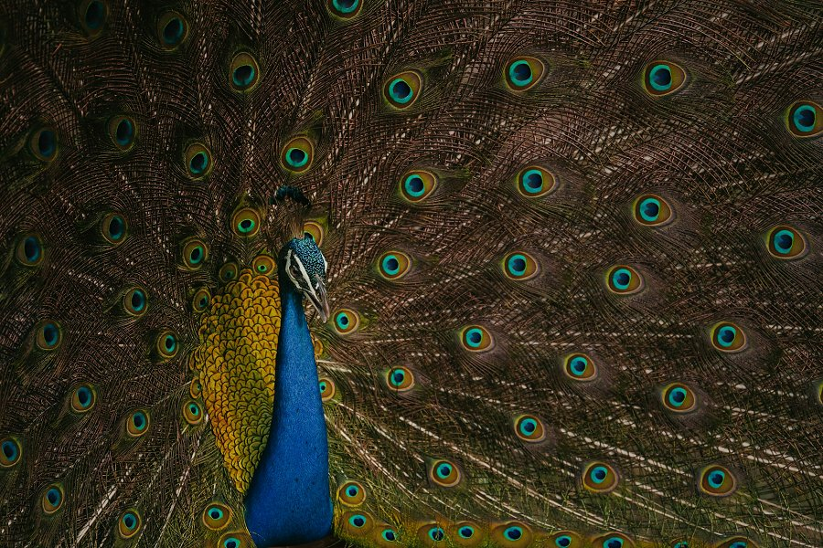 Kumana National Park &copy;Gabor Kozmon