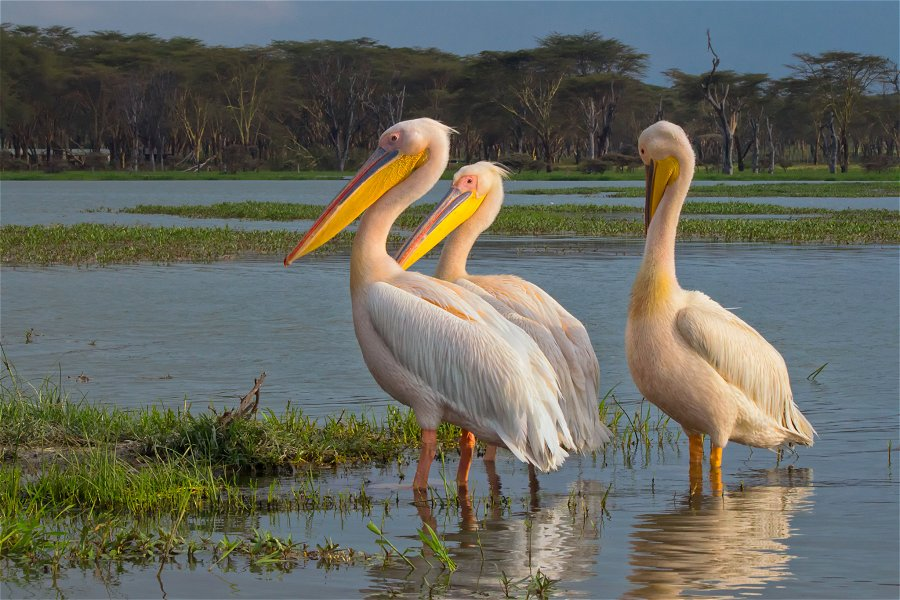 Pelicans on Lake Naivasha &copy;Ray in Manila