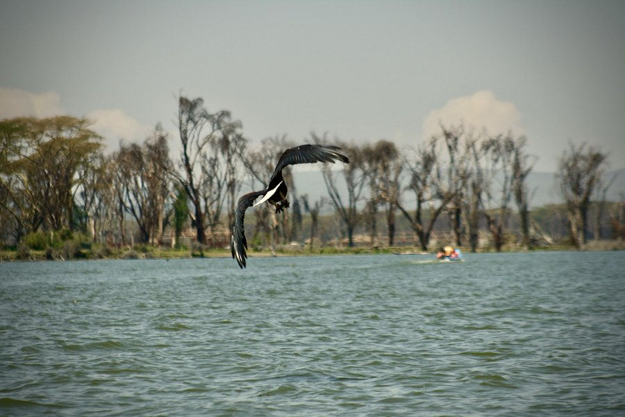 Lake Naivasha &copy;Nad Hemnani