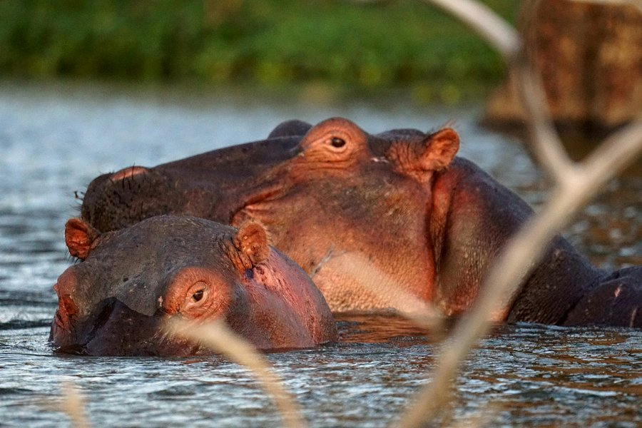 Hippos in Lake Naivasha &copy;Vladan Raznatovic