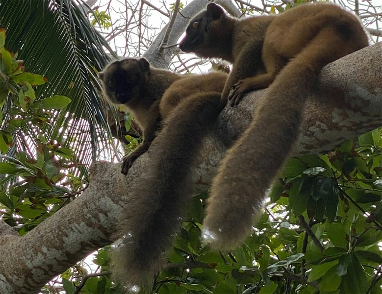 Maki lemurs on M'Bouzy islet &copy;Anne Desbouvries