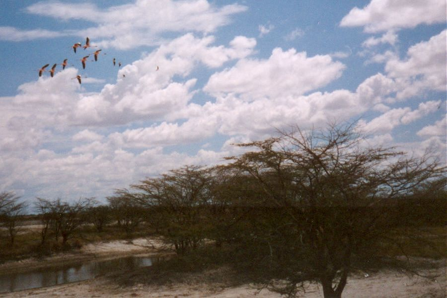 flamingos are abundant after seasons with heavy rain
