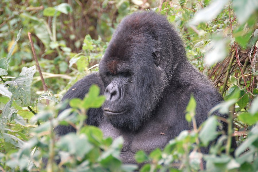 Mountain Gorilla &copy;Dave Proffer