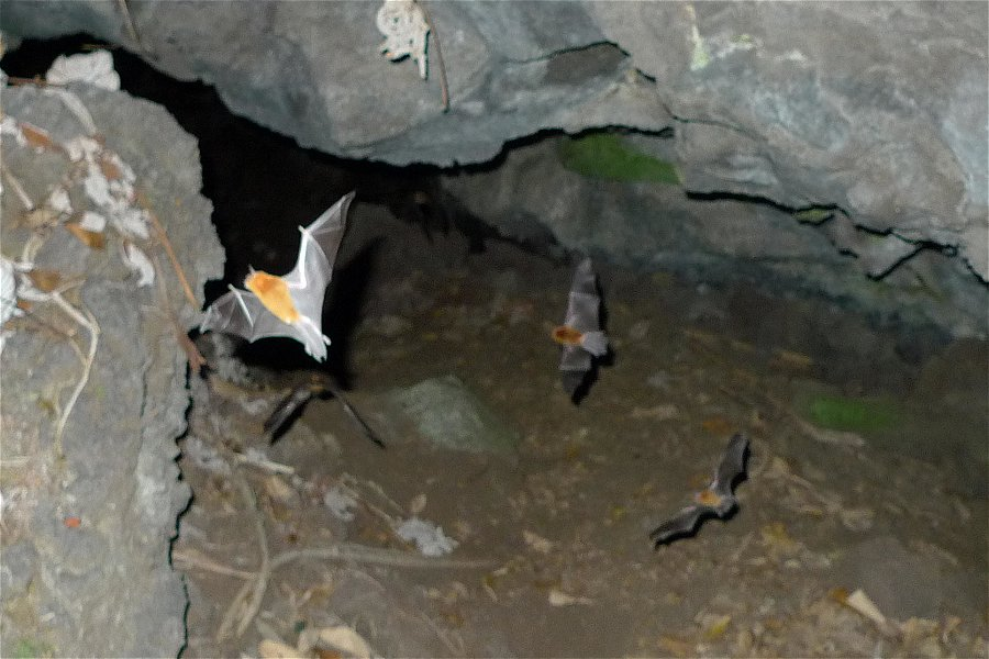 Bats in the lava tube &copy;Beth and Anth