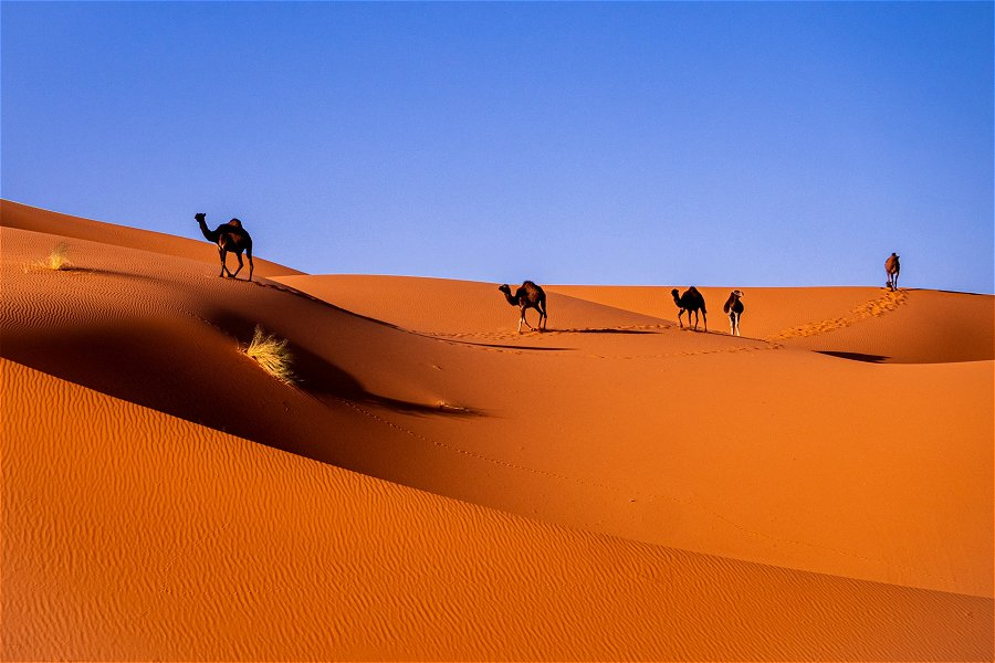 Camels in the sand &copy;Carlos Leret