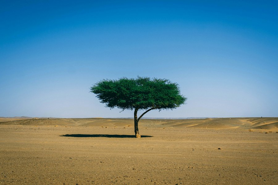 Lone tree in the desert &copy;Andrew Slifkin